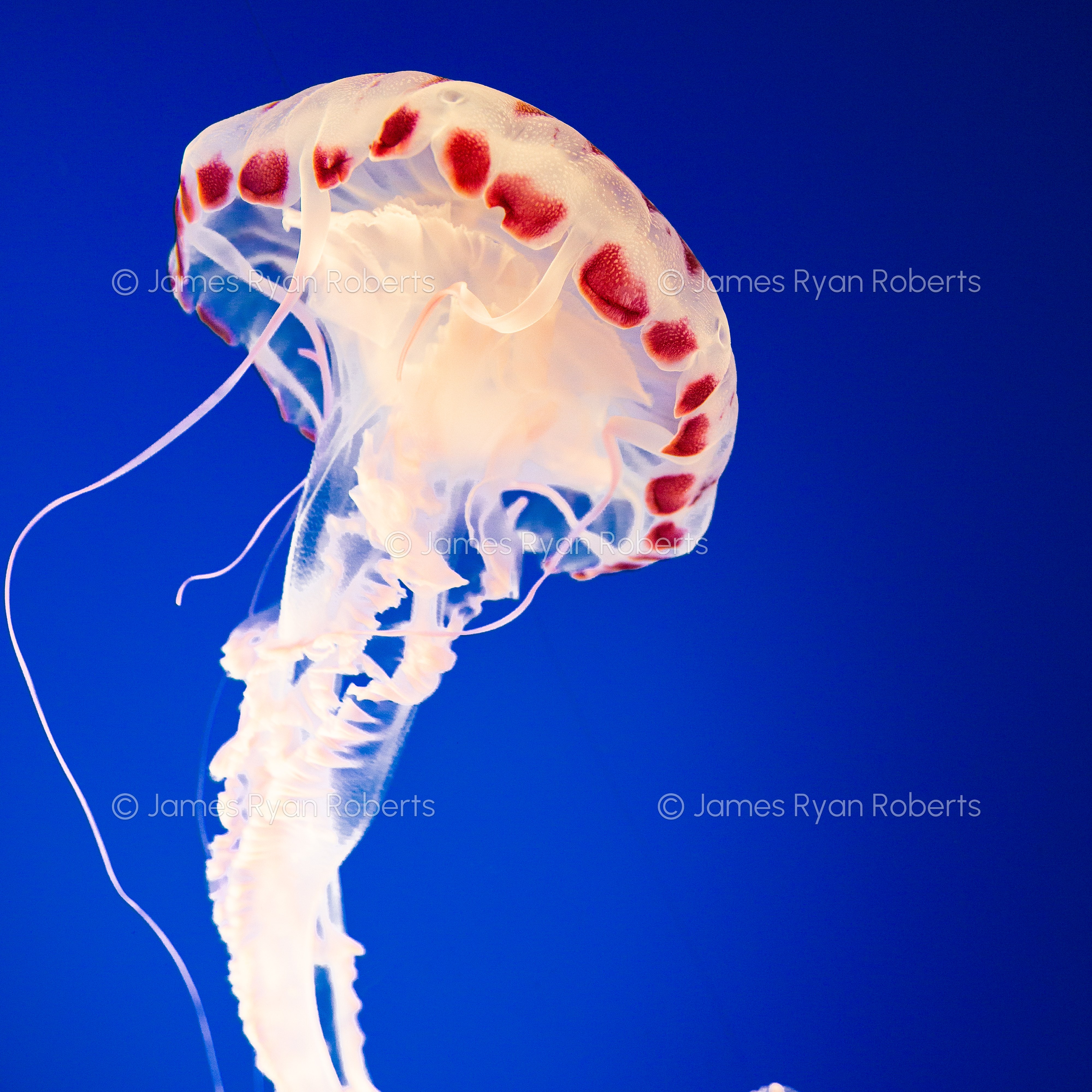 Sea Nettle Jellyfish - Monterey Bay Aquarium — California large-format fine art print
