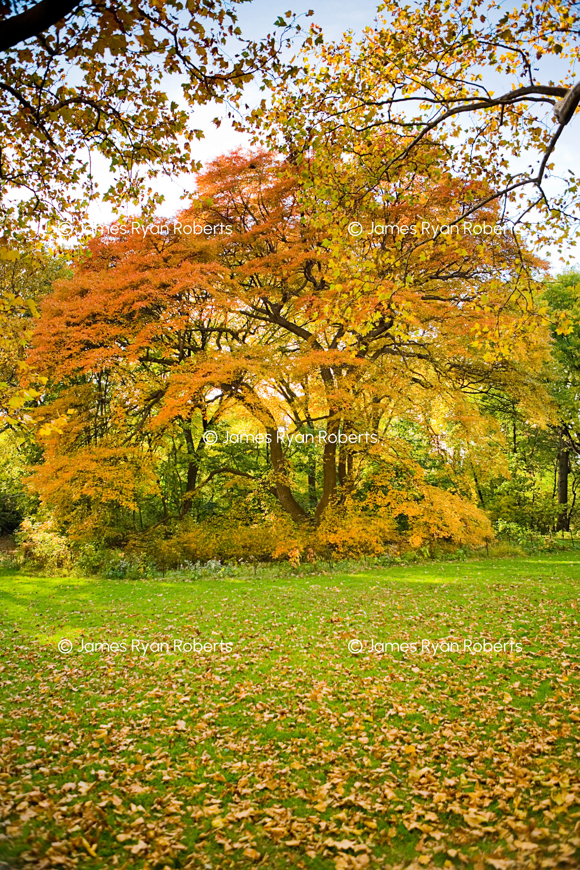 Autumn Oak, Central Park — New York City large-format fine art print