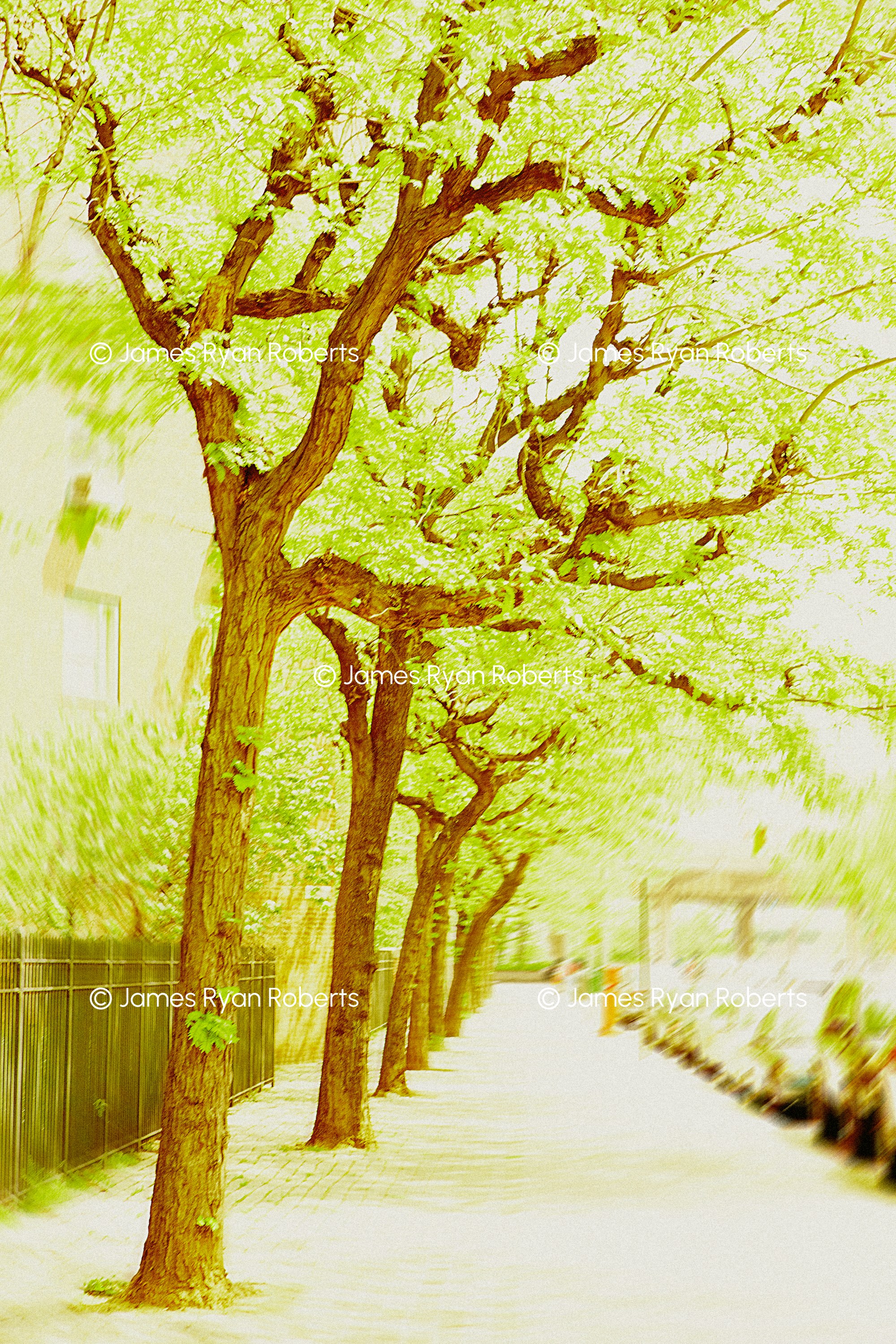 Green Blur, Spring Path — New York City large-format fine art print