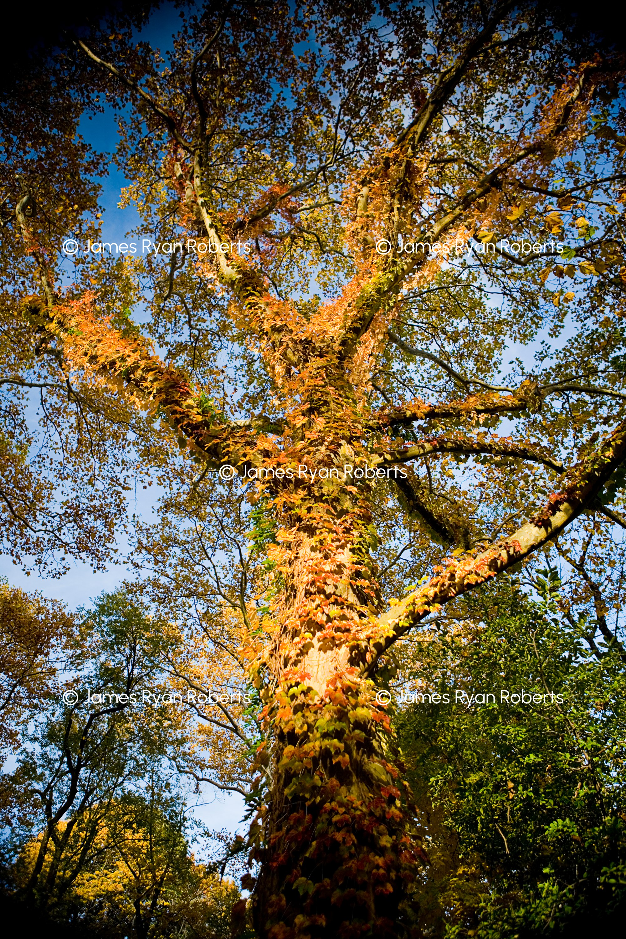 Looking Up, Central Park — New York City large-format fine art print